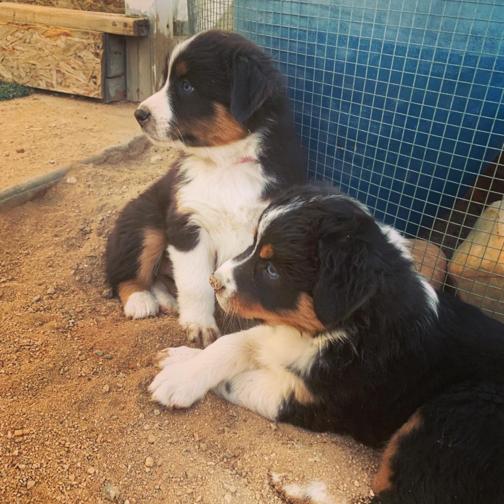 blue eyed black tri aussie sisters