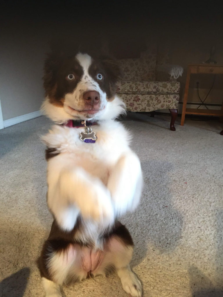 Australian Shepherd tricks