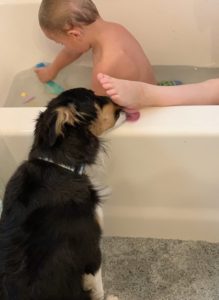 Blue eyed black tri Aussie helping with kids' bath time