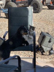Blue eyed black tri Aussie playing with cat