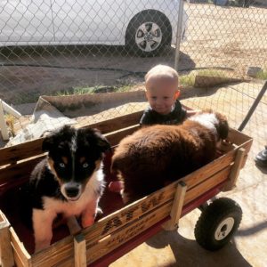 Aussie puppies playing with baby in wagon