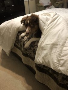 red tri Aussie puppy playing in the bed