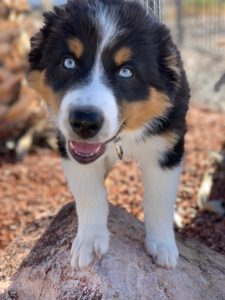 blue eyed black tri Australian Shepherd puppy with freckles