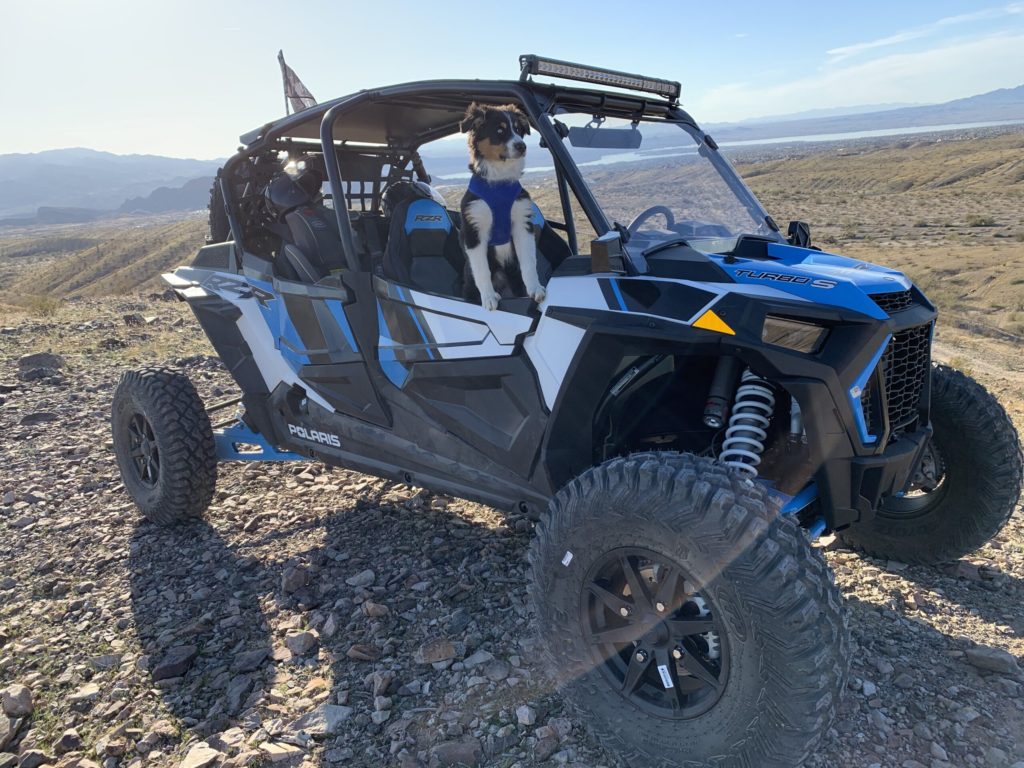 aussie puppy UTV side by side offroading