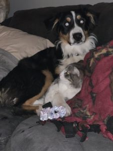Blue eyed black tri Aussie playing with cat