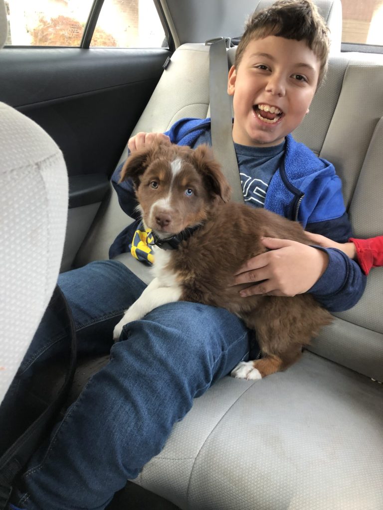 aussie puppy with handicapped child