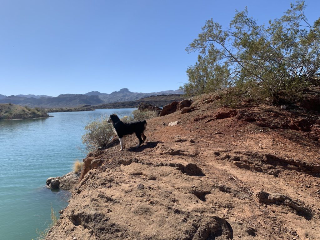 Aussie at the lake