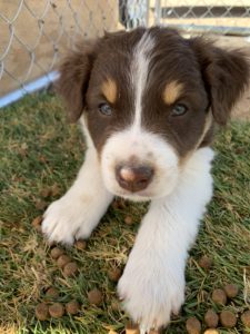 red tri Aussie puppy with freckles and ticking