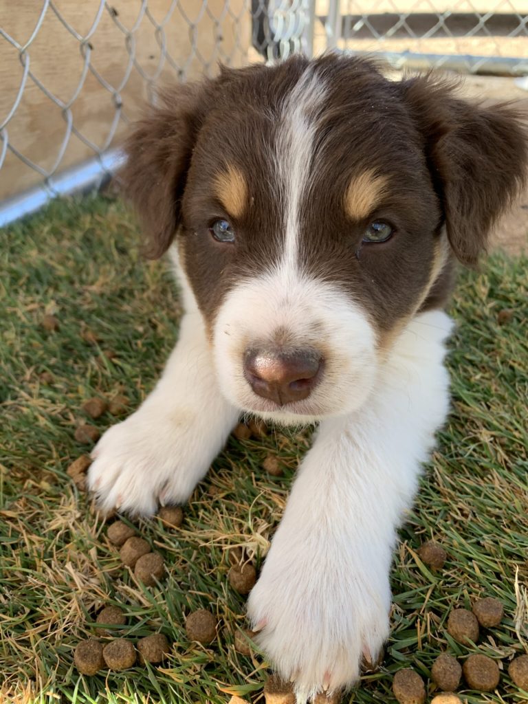 red tri aussie puppy with freckles ticking