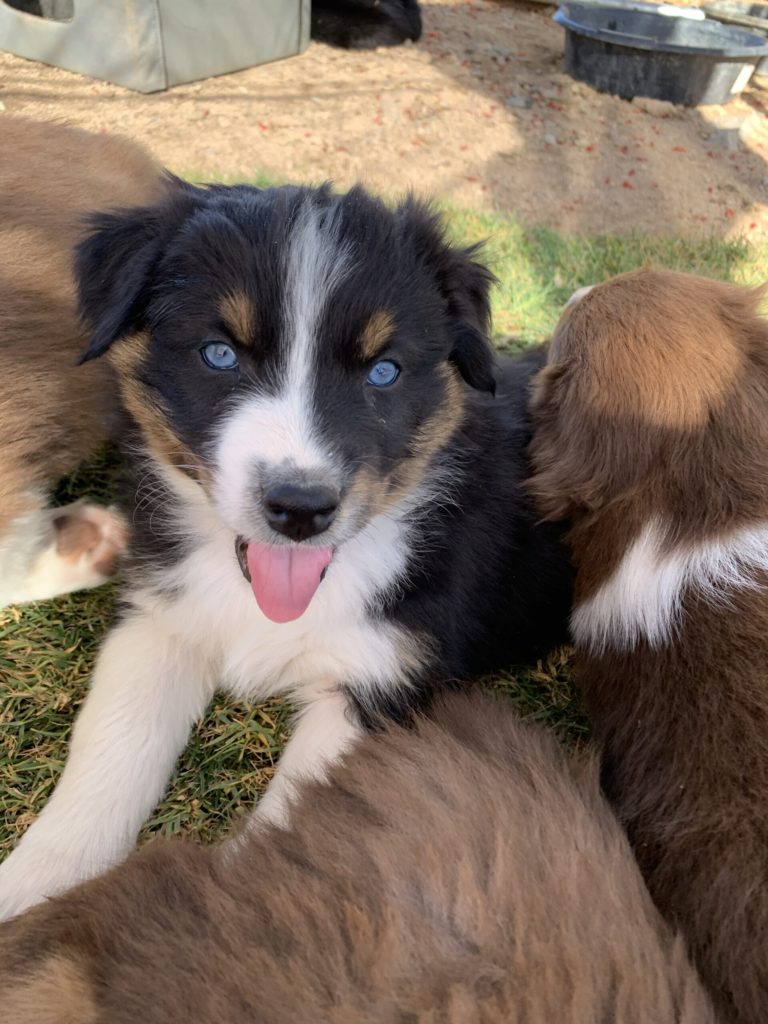 blue eyed black tri aussie puppy