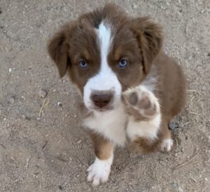 blue eyed red tri Aussie puppy with paw up