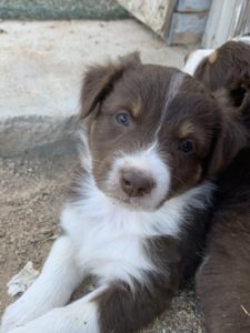 Red tri Aussie puppy with soulful eyes