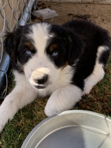 Blue eyed black tri Aussie puppy with a full blaze