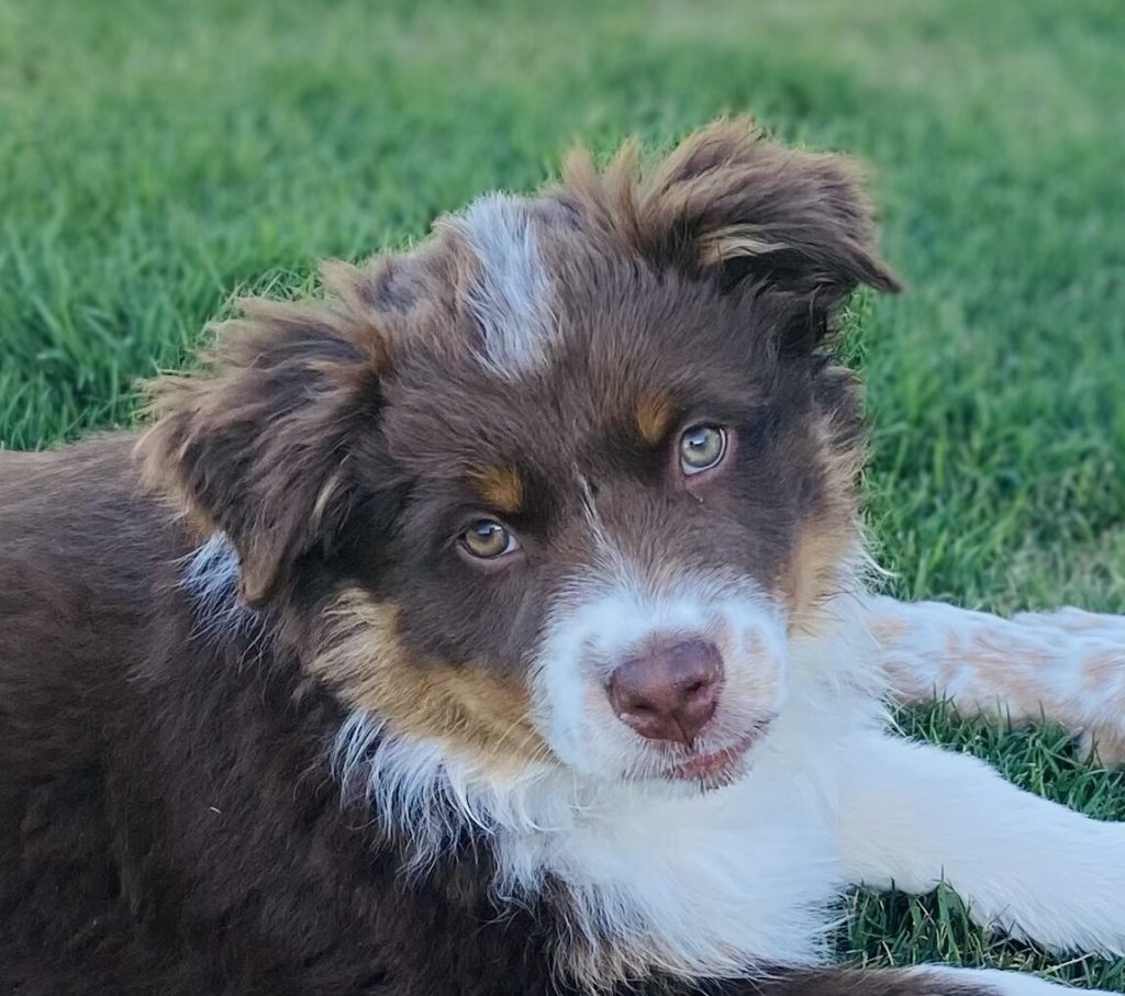 red tri aussie puppy