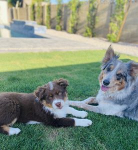 Aussie puppy with new big sister