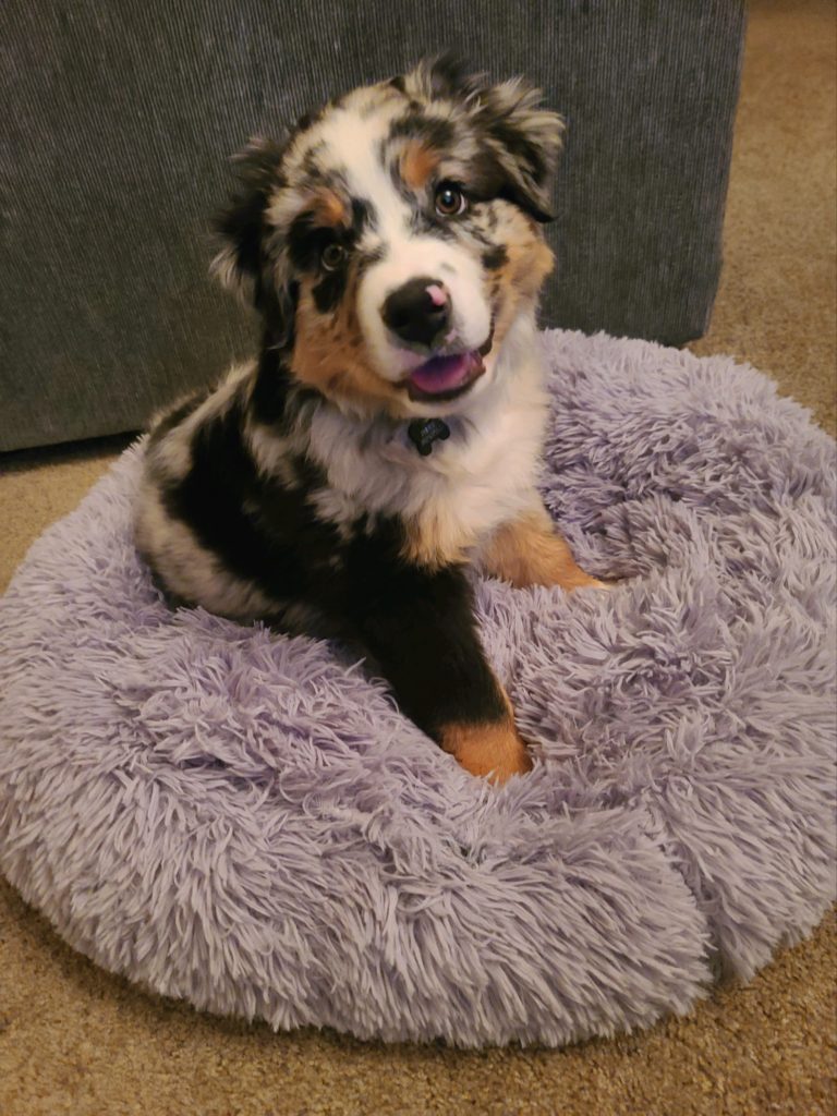 blue merle australian shepherd