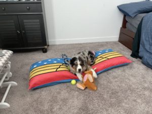 blue merle puppy with toys