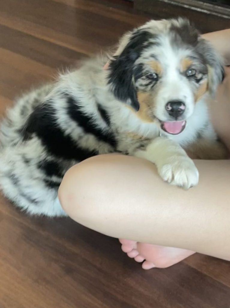 blue merle aussie puppy