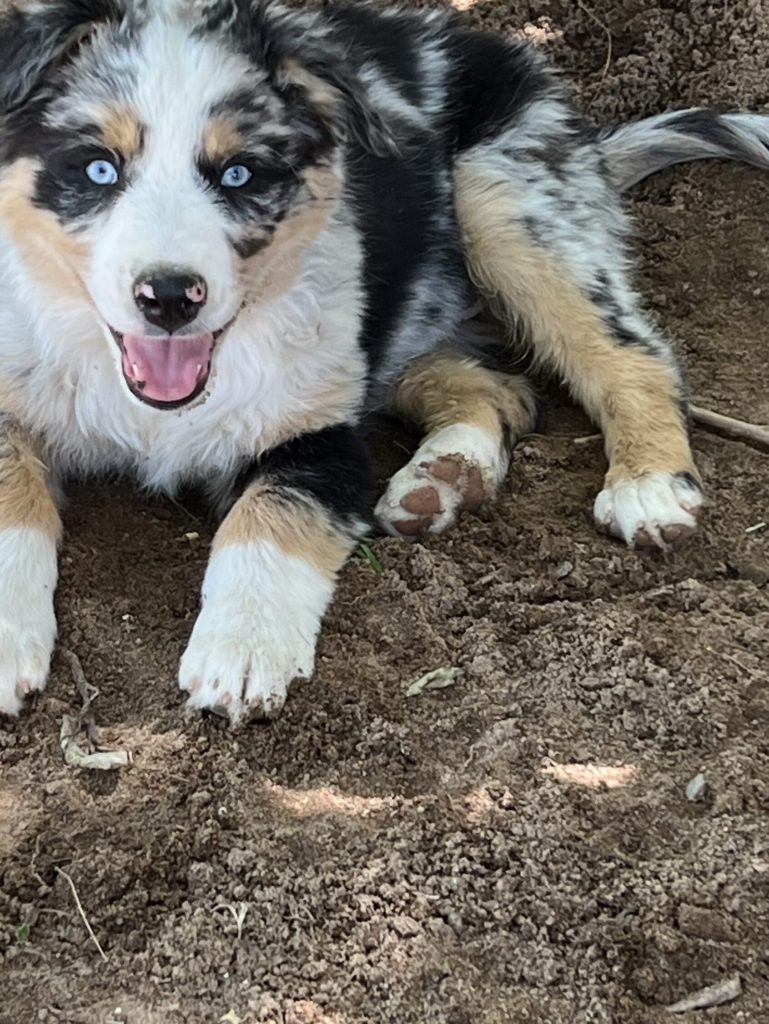 blue merle aussie with tail