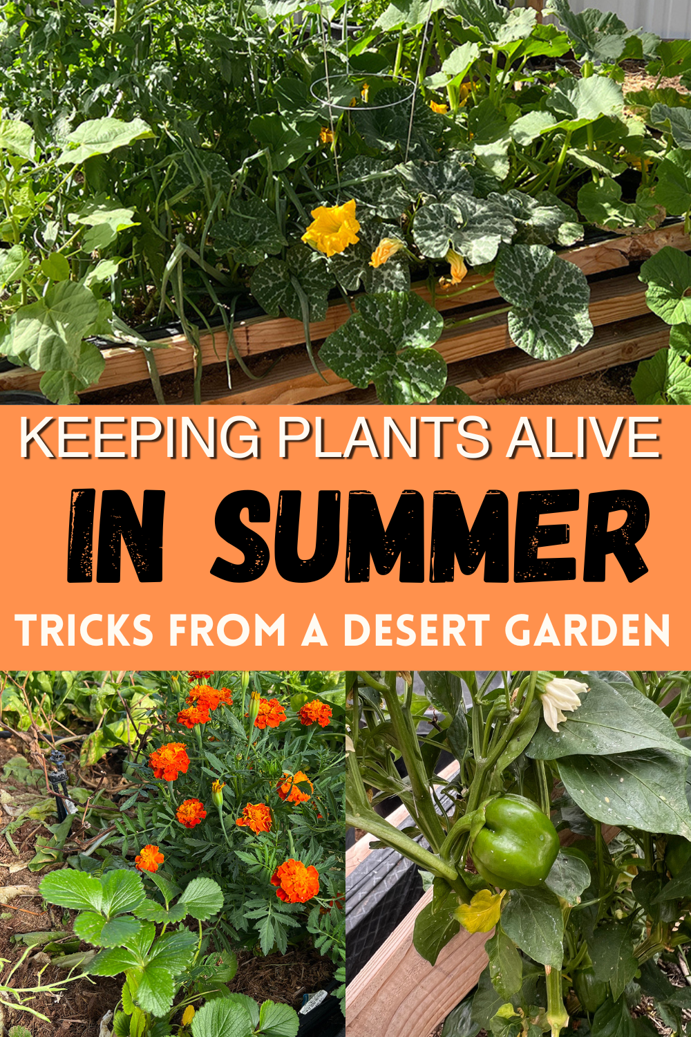 Keeping Plants Alive in Summer! Tricks from a Desert Garden