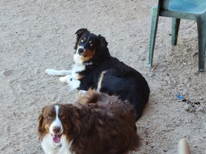 Blue eyed black tri and red tri Aussie sisters