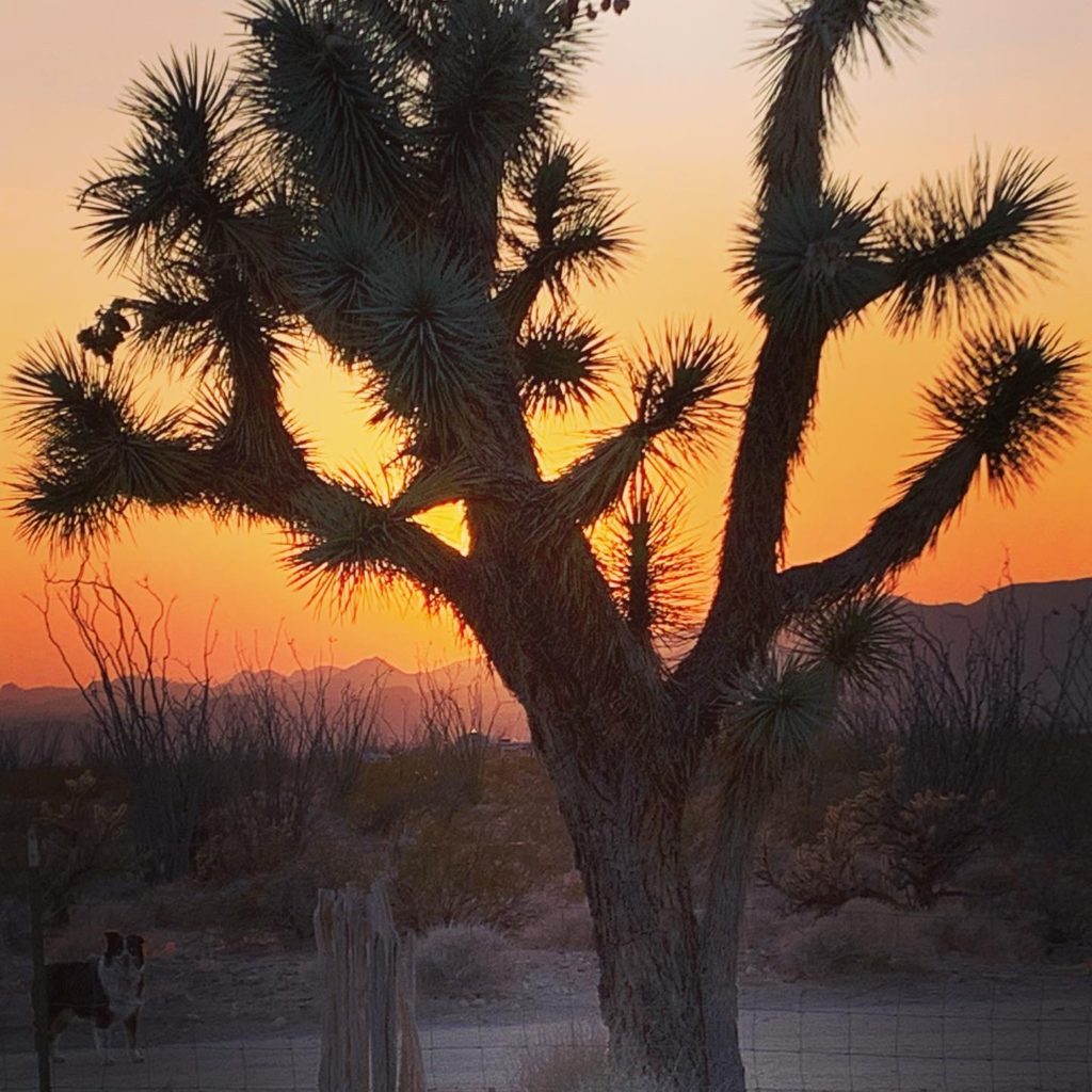 Joshua tree sunset