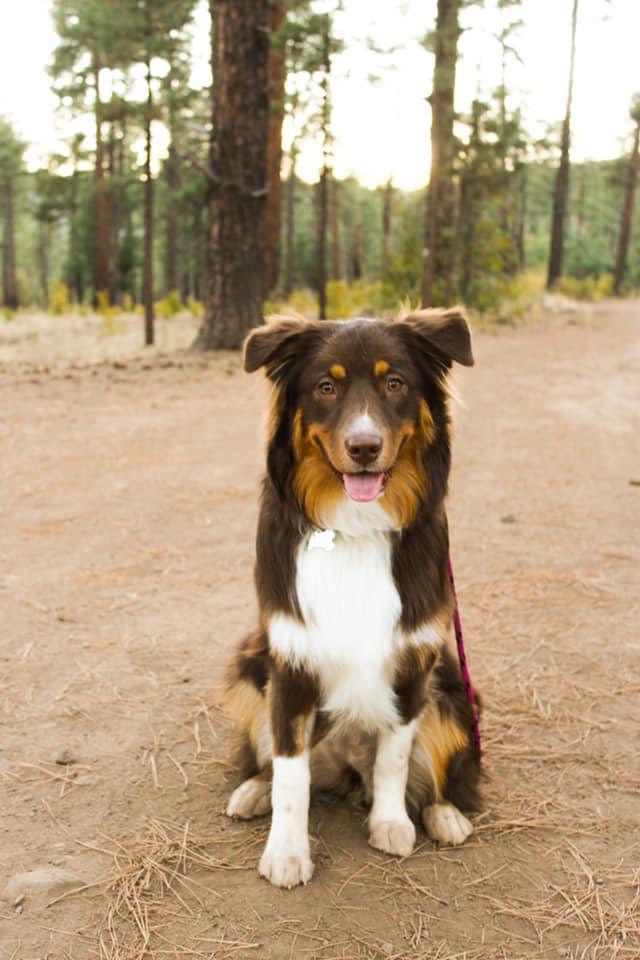 Australian Shepherd red tri