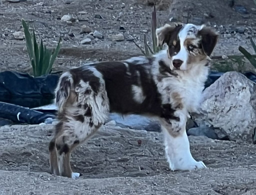 red merle aussie puppy