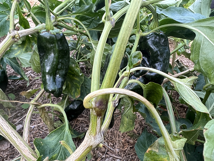 organic anaheim peppers