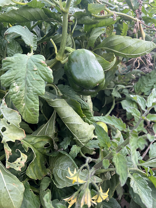 organic heirloom bell peppers