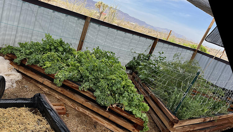 kale dill raised beds