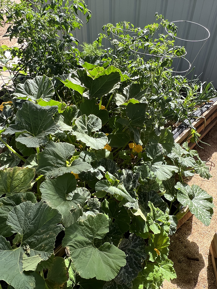 pumpkin raised beds