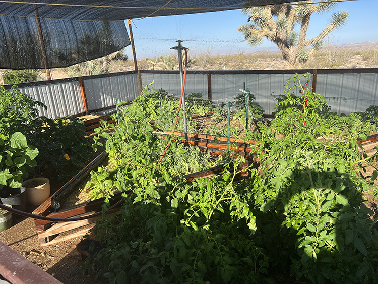 organic raised beds with heirloom tomatoes