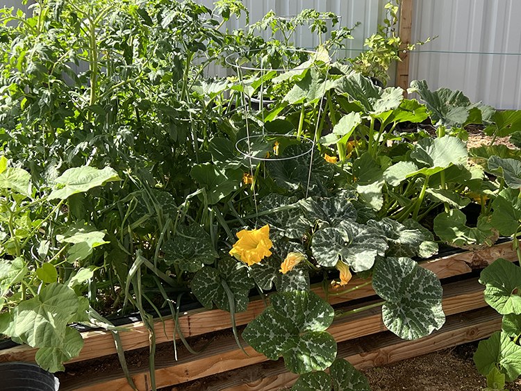 pumpkin plants with tomatoes