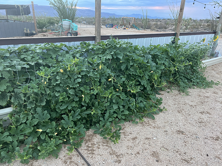 spaghetti squash and watermelon plants in a raised bed