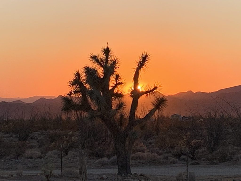 western arizona sunset through our Joshua Tree