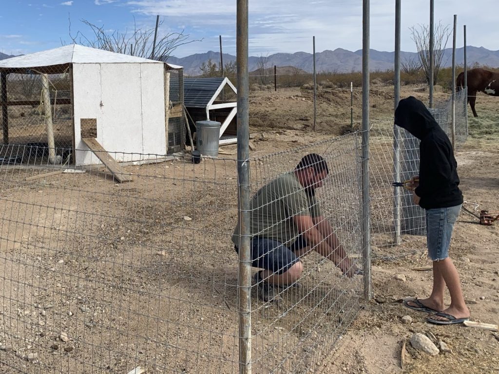 building livestock pens