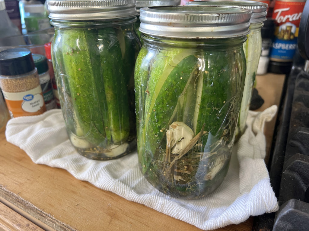 dill pickle recipe