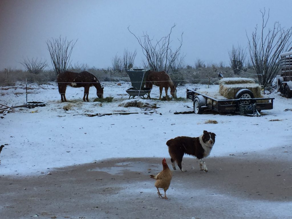 snow in the desert