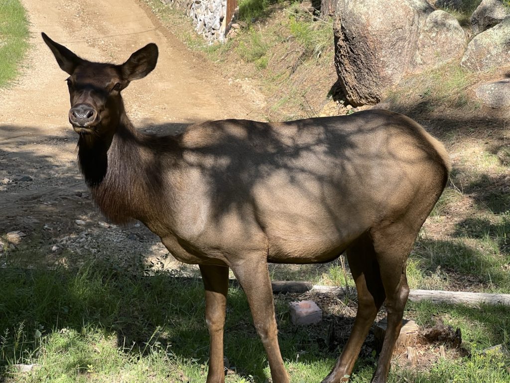 elk in the arizona mountains