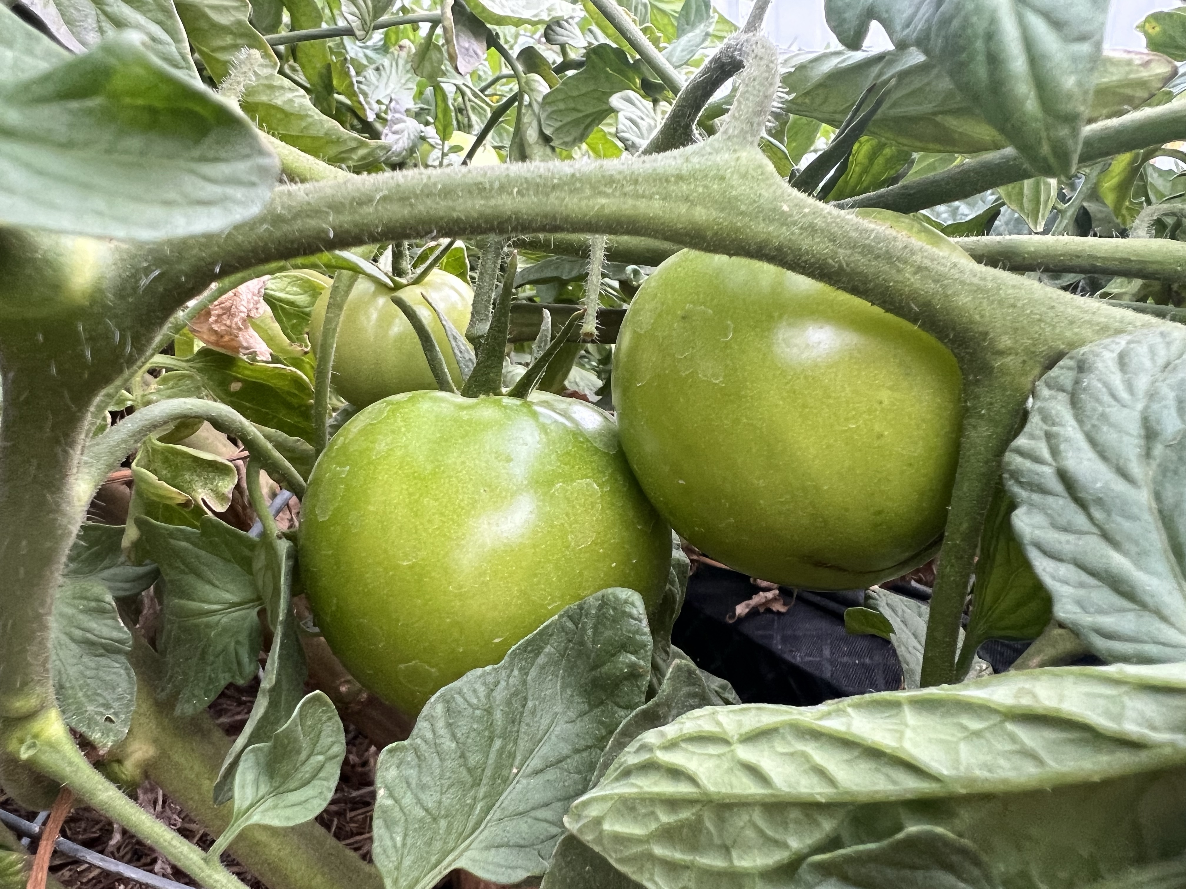 heirloom organic tomatoes propagated from seed collection