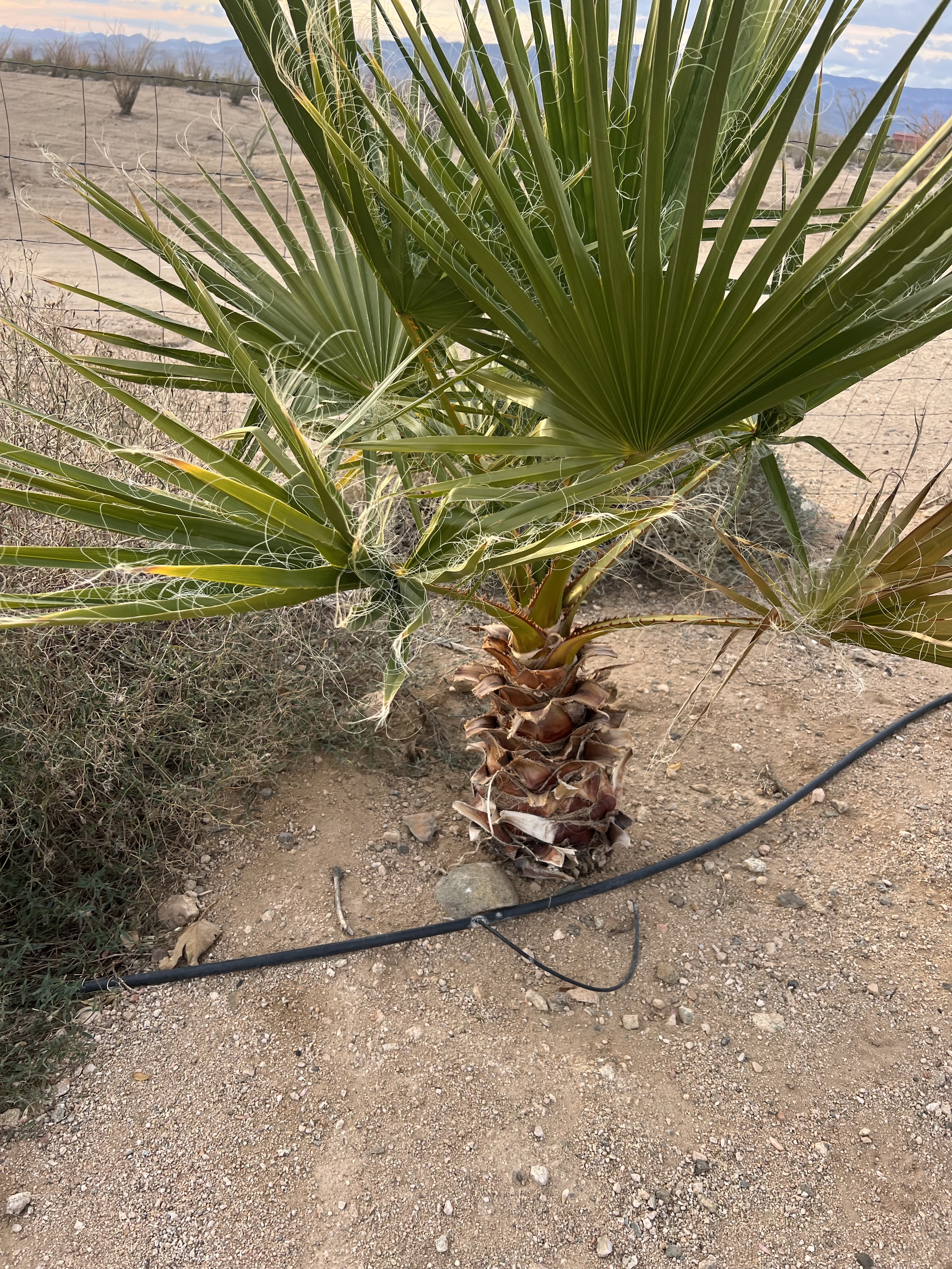 palm tree transplanted as a volunteer plant
