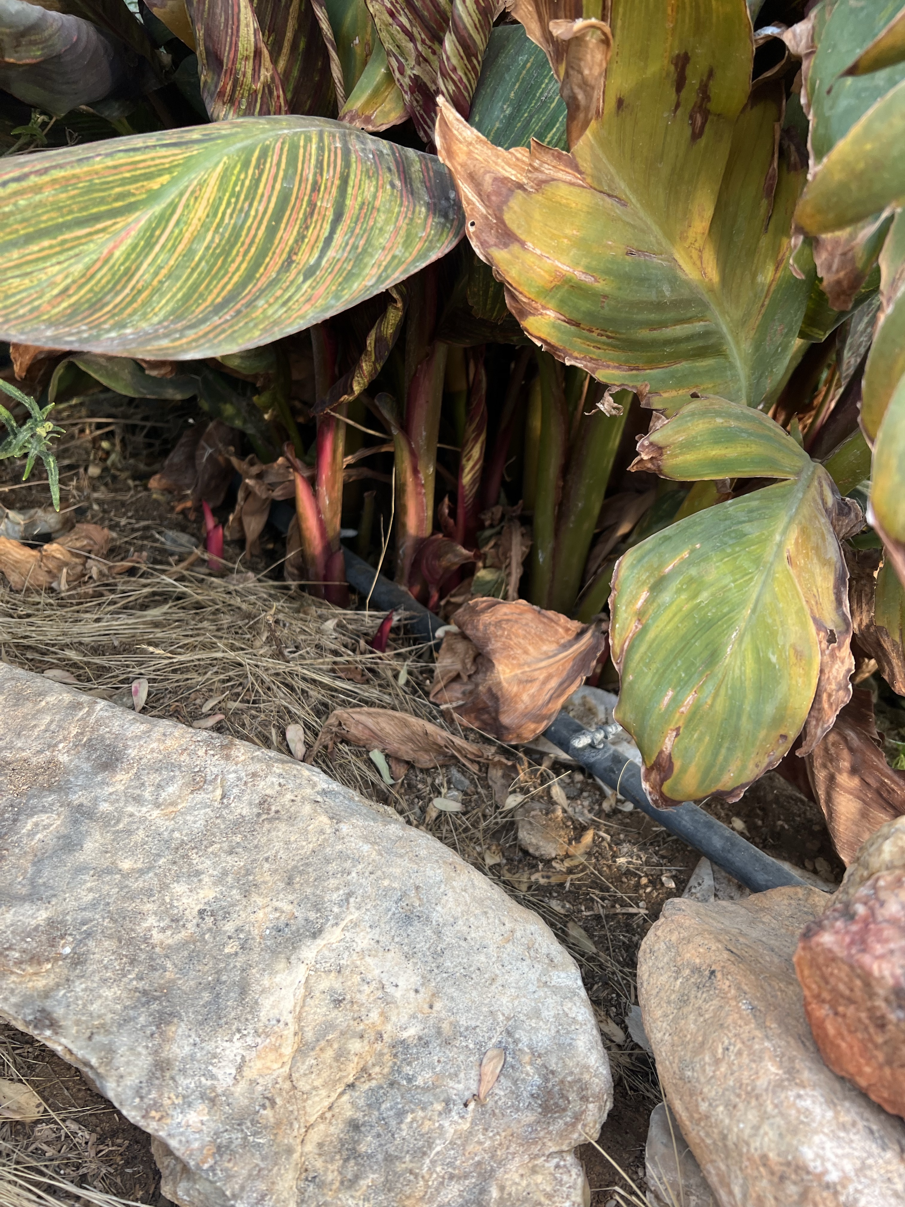 Canna lilly stalks