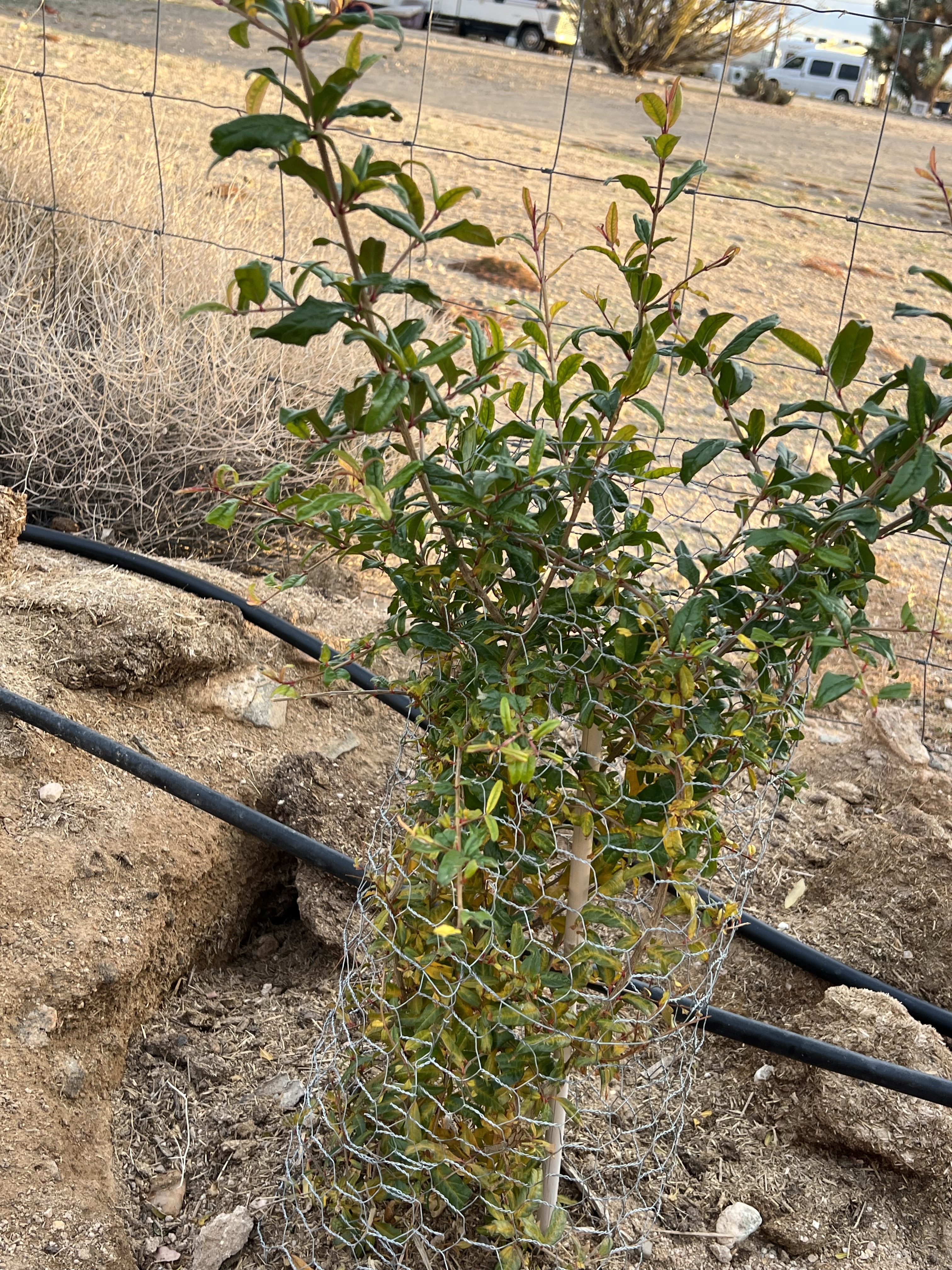 pomegranate tree grown from a cutting