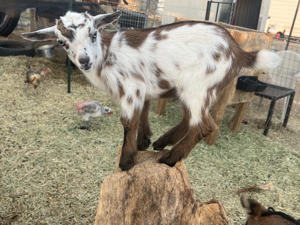 baby Nigerian dwarf goat