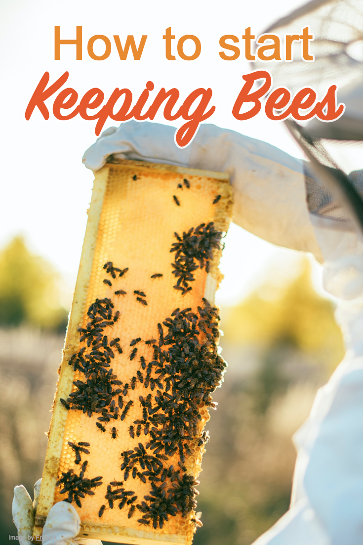 The Buzz about Beekeeping