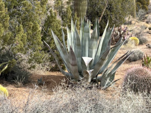 off grid agave cactus nursery
