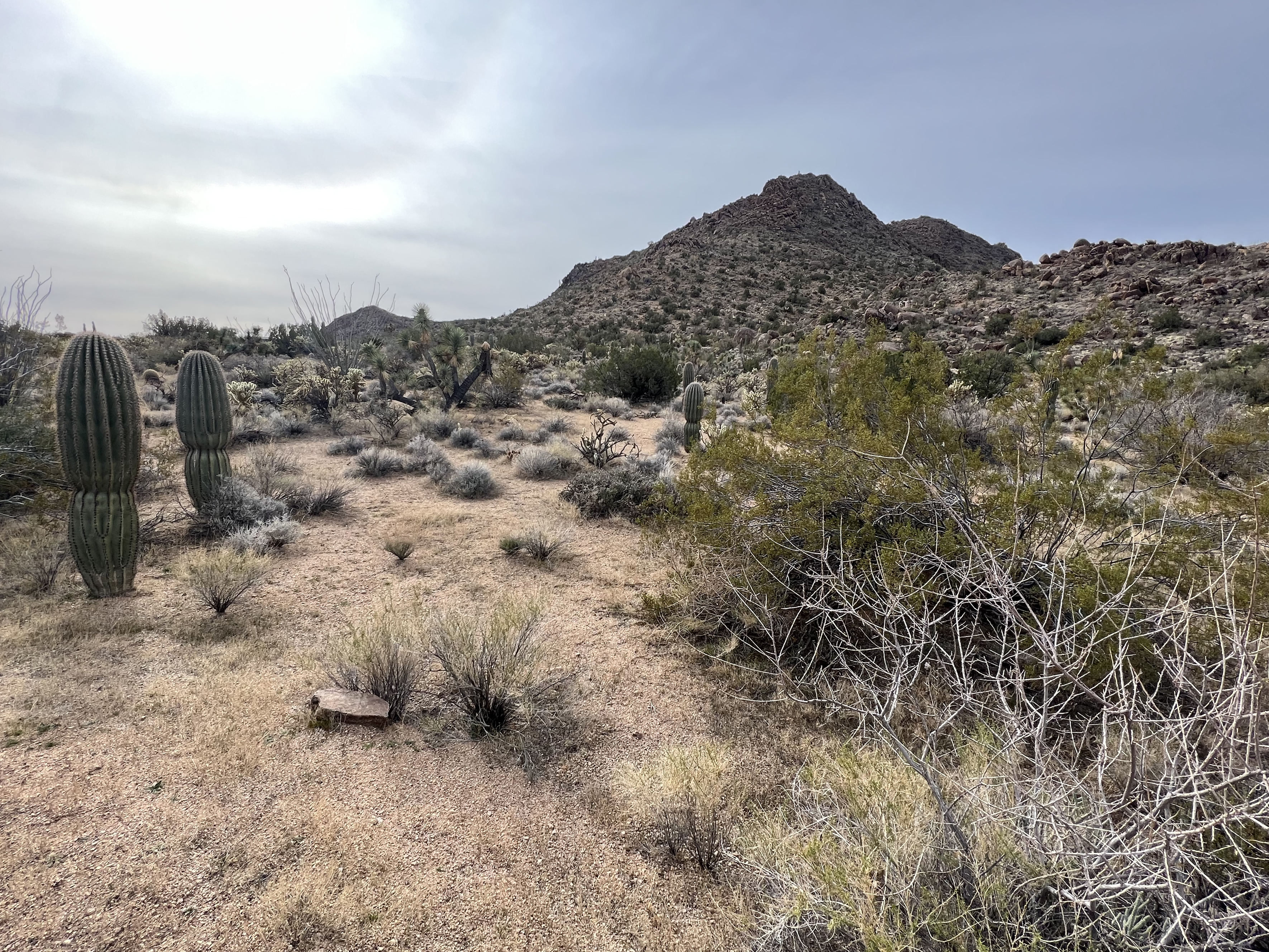 sonoran desert saguaro mountains