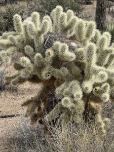 cholla cactus in the sonoran desert