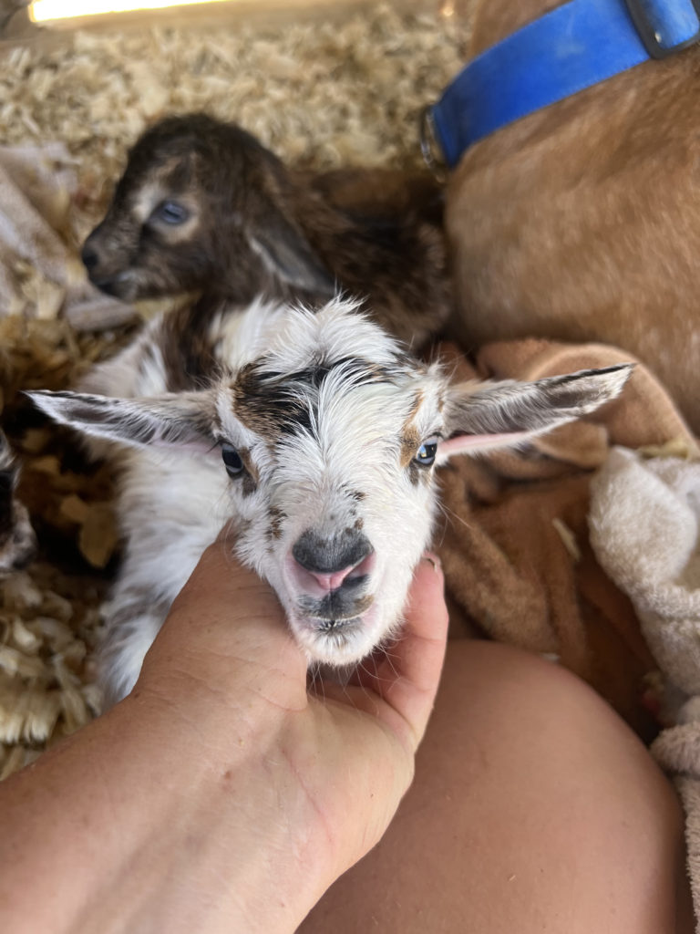 newborn baby goat kid